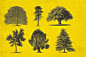 手绘素描森林树景观榕树松树植物包装插图 AI矢量设计元素  (5)