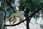 white monkey climbing on a black rope