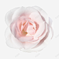 粉白色玫瑰花 创意素材