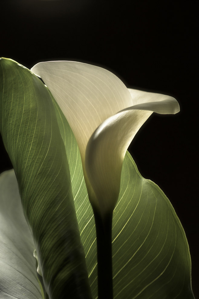 Zantedeschia Aethiop...