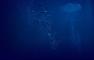 深海魚の聖地 HEDA-戸田！ 戸田地区深海魚活用推進協議会　公式ホームページ : 戸田（へだ）は沼津市の南部・西伊豆の海岸線に位置し、世界文化遺産に登録された富士山を駿河湾越しに眺められる絶好のロケーションです。また、世界最大のカニである「タカアシ（高足）ガニ」の料理も有名です。