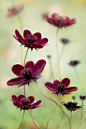惊艳 多张美丽的花卉摄影作品【摄影：Mandy Disher】_摄影频道_新华网