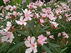 忘川漪涟采集到我拍摄的花花草草