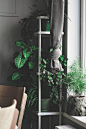 plants on top of shelves