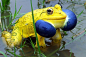 Male Indian Bull Frog, via Flickr.