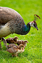 Peahen & chicks