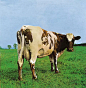 Atom Heart Mother

Storm Thorgerson