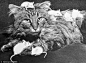 一日一猫：黑白照片中的愤怒喵星人[21P] 早在第一台相机发明伊始，狗狗猫咪的主人们就在记录这些又2又萌的小家伙们。瞧瞧来自上世纪20、30、50年代的黑白照-广摄天下-靠垫网 http://www.kaoder.com
奇怪的床伴：一只四岁大的波斯猫和安哥拉猫杂交猫，安逸地让一只母吱星人和她的一窝小崽当成游乐场玩——1955年
http://www.kaoder.com/?thread-view-fid-13-tid-62933.htm