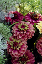 Zinnias