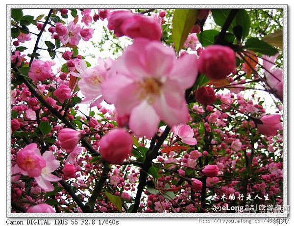 黄山:家门口的风景——上海植物园, 爱n...