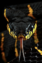 Hisss :@ #snakes #reptiles #topanimals