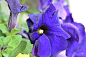 花, 夏季植物, 紫