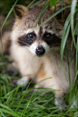 Raccoon By Adrien Sifre Photography On Flickr | Cutest Paw