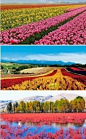 【种出来的彩虹】日本的北海道薰衣草、荷兰的郁金香成为令人叹为观止的瑰丽奇景，为大地铺上了美妙的彩色地毯。