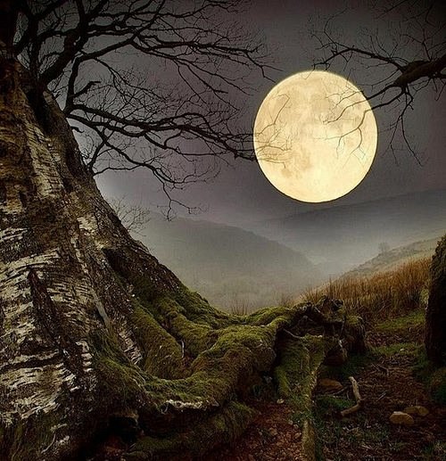  森林月亮，威尔士