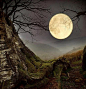  森林月亮，威尔士