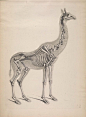 Die vergleichende Osteologie绘制的动物骨骼解剖图，1821