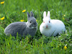 ﹏兔兔兔采集到萌物- 爱兔兔
