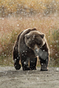 Brown Bear: "Weathering The Snow Storm."