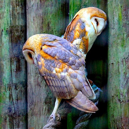 Barn Owls By Dorothy...