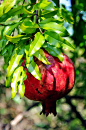 Pomegranate tree in my backyard in Hartwell Ga. by ... | Different ...