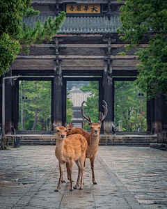 腼腆的冰西瓜采集到日本