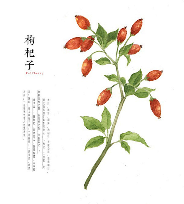 枸杞子(Wolfberry)：养阴，滋肾...