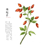 枸杞子(Wolfberry)：养阴，滋肾，润肺，枸杞叶：补虚益精，清热明目。明代的药物学家李时珍云:“枸杞,二树名。此物棘如枸之刺,茎如杞之条,故兼名之。”_png素材 _T2021216  _中草药