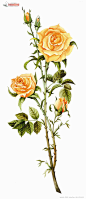 黄色玫瑰花PSD图片素材
