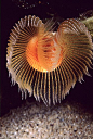 Heart Feather Duster..incredible underwater life