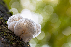 鸡蟹师采集到Mushroom