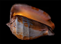 Bill Gracey的超清创意贝壳摄影