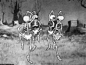 万圣节节奏。The Skeleton Dance (1929)
