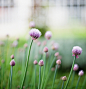 Chives (by *December Sun)