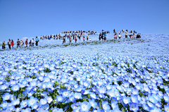 琛、（273779031）采集到设计：景观.花海