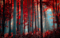 nature trees red  / 1920x1200 Wallpaper