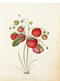 Vintage Botanical Book Print by Prestele of Victoria Strawberry.  