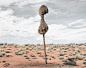 电杆时装秀？其实是非洲南部的喀拉哈里沙漠中的“鸟巢”