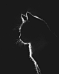 猫的写真 - 艺术摄影 - CNU视觉联盟