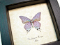 Pseudolycaena Marsyas Verso | Real Butterfly Gifts Framed Butterflies and Insect Displays