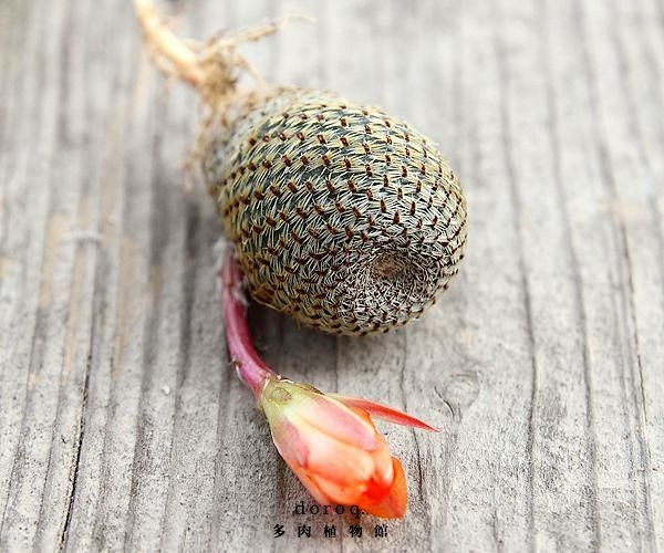 Rebutia heliosa 【橙宝山...