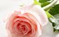 粉玫瑰：感动、爱的宣言（爱的誓言）、铭记于心、初恋。
