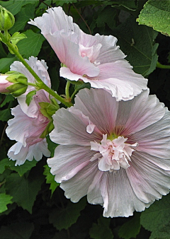 拈花笑梦不语采集到花素材