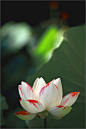 Colorful Lotus Flower    丰富多彩的莲花
