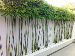 bluue洛采集到植物--竹子