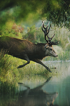 和煦1900采集到OH,DEER!