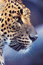 Ceylon leopard (Panthera pardus kotiya) by Ondřej Chvátal on 500px