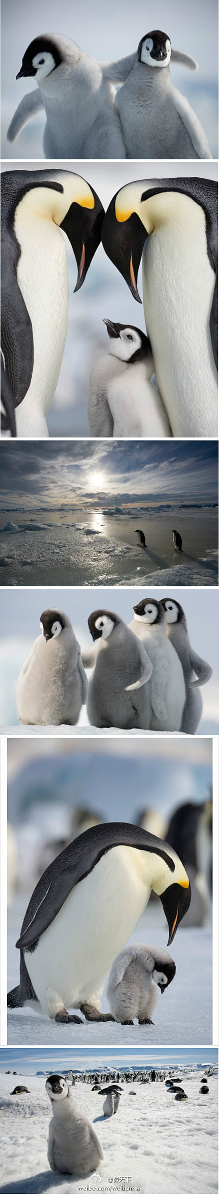 南极帝企鹅