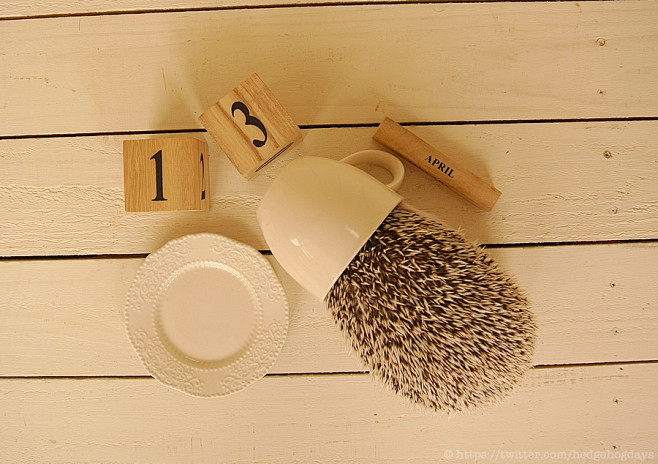 Hedgehog Calendar : ...