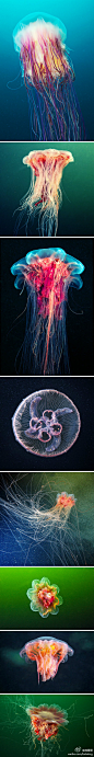 《Jellyfish》 Alexander Semenov，一组俄罗斯摄影师拍摄的水母，这些平时在餐桌上伴着醋吃的蛰头们，生前原来如此妖艳养目啊...当你在画画或者作图时，不知如何调和冷暖色，请参照大自然提供的最佳答案。